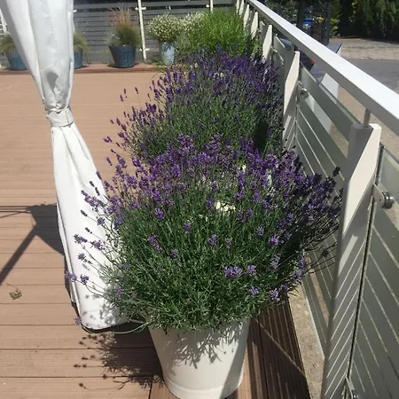 Playa Baltis Club Di Mare Apartmán